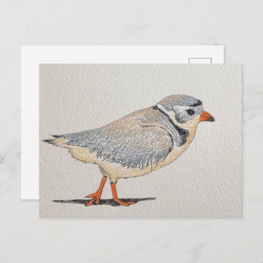 Carte Postale Pluvier siffleur (Devant / Derrière)