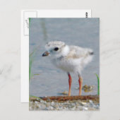 Carte Postale Pluvier siffleur (Devant / Derrière)