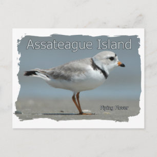 Carte Postale Pluvier siffleur de l'île Assateague