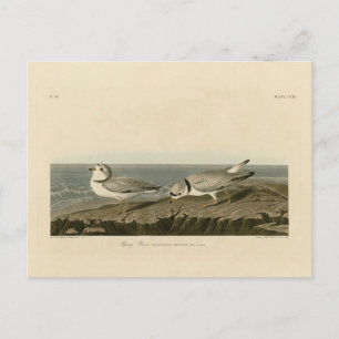 Carte Postale Pluvier siffleur des oiseaux d'Amérique d'Audubon