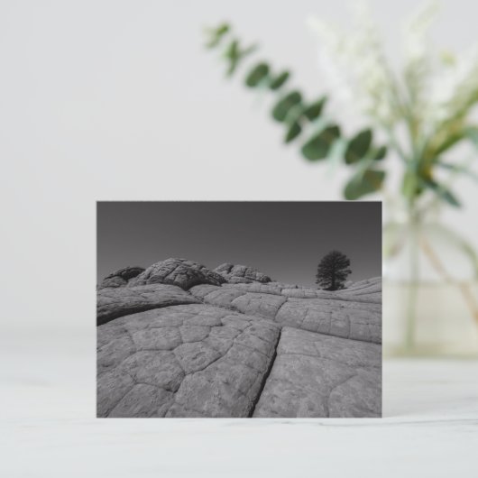 Carte Postale Poche blanche de l'arbre solitaire Arizona (Debout devant)