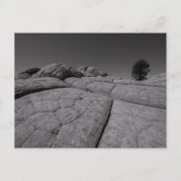 Poche blanche de l'arbre solitaire Arizona