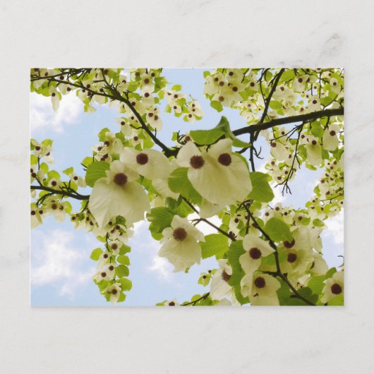 Carte Postale Poche Pokéfaction Arbre Blossom Postcard (Devant)
