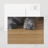 Carte Postale Poches de chat (Devant / Derrière)