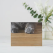 Carte Postale Poches de chat (Debout devant)