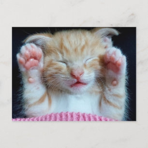 Carte Postale Poches vers le haut Kitty
