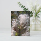 Carte Postale Pod (Debout devant)