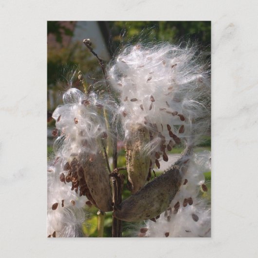 Carte Postale Pod (Devant)