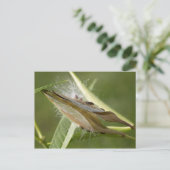 Carte Postale Pod à graines (Debout devant)