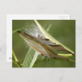 Carte Postale Pod à graines (Devant / Derrière)