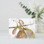 Carte Postale Pods de graines d'érable ailés (Debout devant)