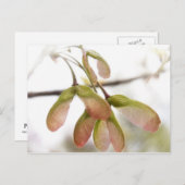 Carte Postale Pods de graines d'érable ailés (Devant / Derrière)