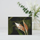 Carte Postale Pods tropicaux de graines d'algue (Asclepias) (Debout devant)