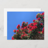 Carte postale Pohutukawa 1 (Devant / Derrière)