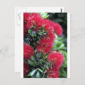 Carte Postale Pohutukawa arbre fleuri (Devant / Derrière)
