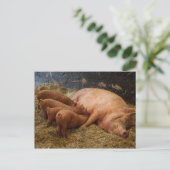 Carte postale Poiglets de semence (Debout devant)