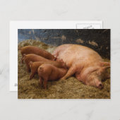 Carte postale Poiglets de semence (Devant / Derrière)