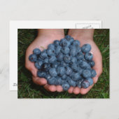 Carte Postale Poignée de bleuets frais (Devant / Derrière)