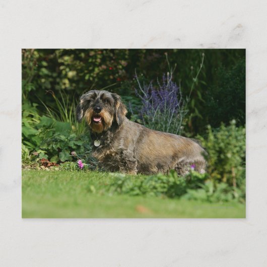 Carte Postale Poil à fil standard Dachshund assis (Devant)