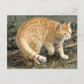 Carte Postale Poing de chat jaune (Devant)