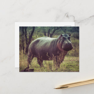 Carte Postale Poing hippo debout à la caméra en Afrique Foliage