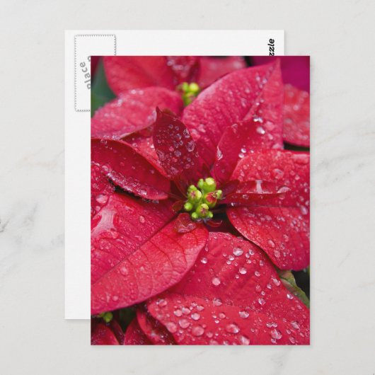 Carte postale Poinsetta Closeuse (Devant / Derrière)