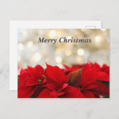 Carte Postale Poinsetta de Noël (Devant / Derrière)