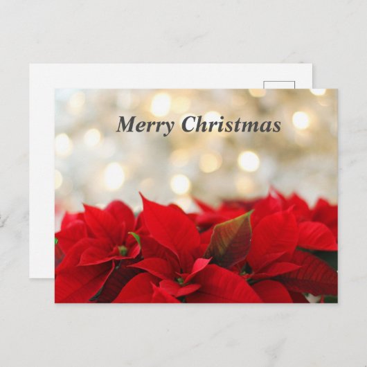 Carte Postale Poinsetta de Noël (Devant / Derrière)