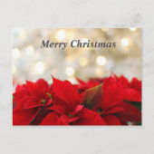 Carte Postale Poinsetta de Noël (Devant)