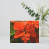Carte Postale Poinsettia (Debout devant)