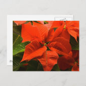 Carte Postale Poinsettia (Devant / Derrière)