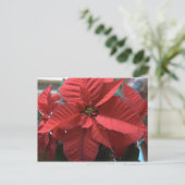 Carte Postale Poinsettia (Debout devant)
