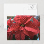 Carte Postale Poinsettia (Devant / Derrière)