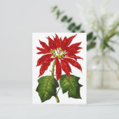 Carte postale Poinsettia Botanique (Debout devant)