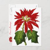 Carte postale Poinsettia Botanique (Devant / Derrière)