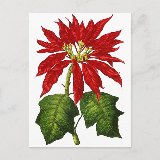 Carte postale Poinsettia Botanique (Devant)