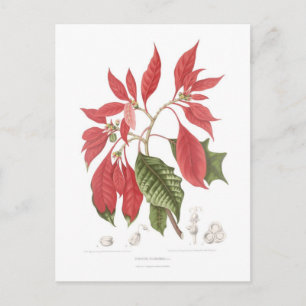 Carte Postale Poinsettia pulcherrima