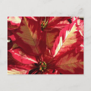 Carte Postale Poinsettia rose