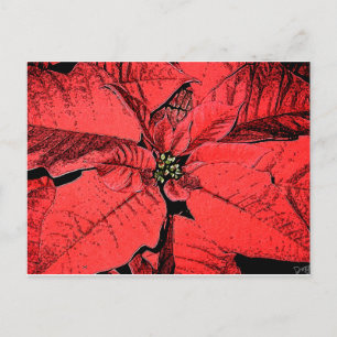 Carte Postale Poinsettia rouge