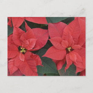 Carte Postale Poinsettia rouge détail (Euphorbia pulcherrima)