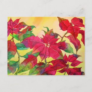 Carte postale Poinsettias