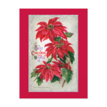Carte postale Poinsettias