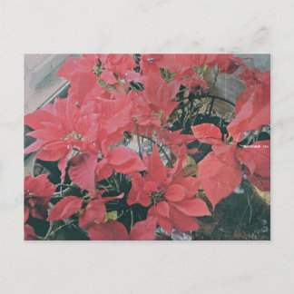 Carte postale Poinsettias de Noël