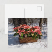 Carte Postale Poinsettias de Noël (Devant / Derrière)