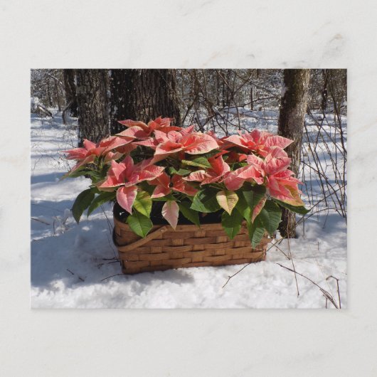 Carte Postale Poinsettias de Noël (Devant)