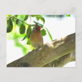 Carte Postale Point de passage - Femme Cardinal Jardin Bird (Devant)