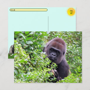 Carte Postale Point de passage supérieur Peek-A-Boo Gorilla Incl