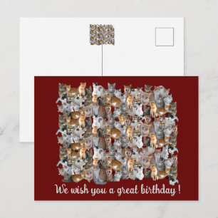 Carte Postale Point de rencontre des chats - joyeux anniversaire