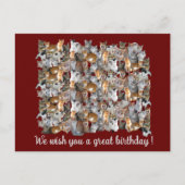 Carte Postale Point de rencontre des chats - joyeux anniversaire (Devant)