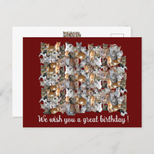 Carte Postale Point de rendez-vous des chats - anniversaire mign